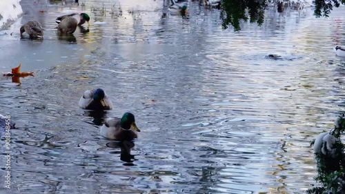 Mallard ducks at the park pond during the winter.