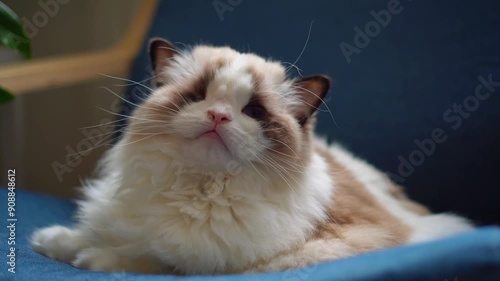 One-eyed white purebred Ragdoll cat with blue eyes, resting on a chair.