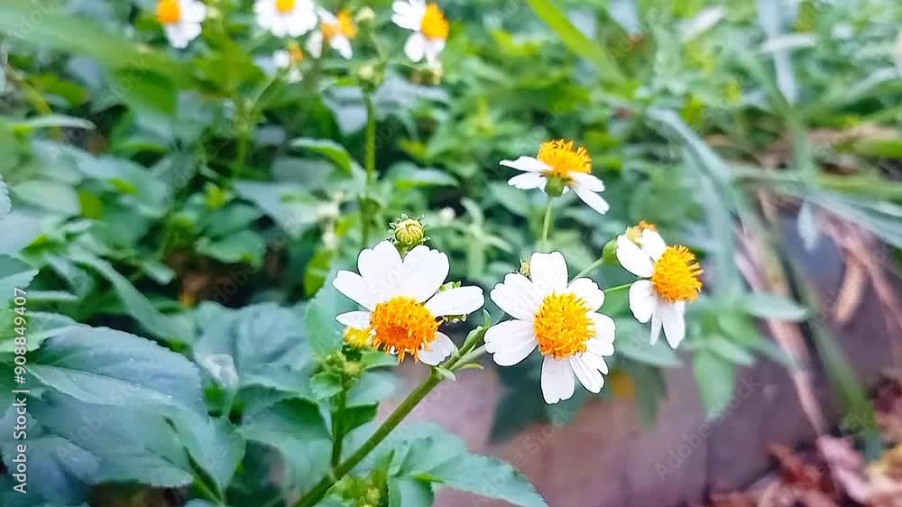 Beautiful nature with white flowers (daisies) blooming in spring forest and this area offers a rich and supportive environment for small animal Beautiful nature with white flowers (daisies) blooming in spring forest and this area offers a rich and supportive environment for small animal