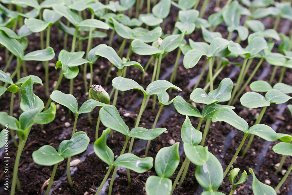 cucumber seedlings cucumber seedlings