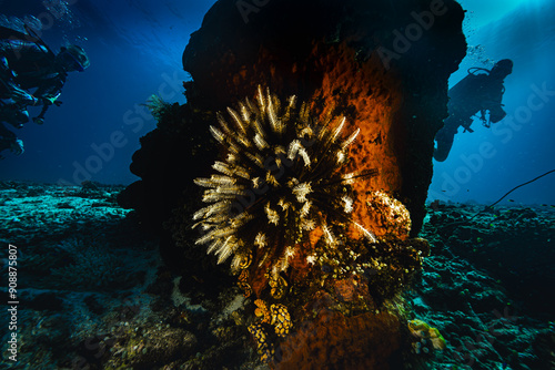 underwater stills corals indian ocean diving photo