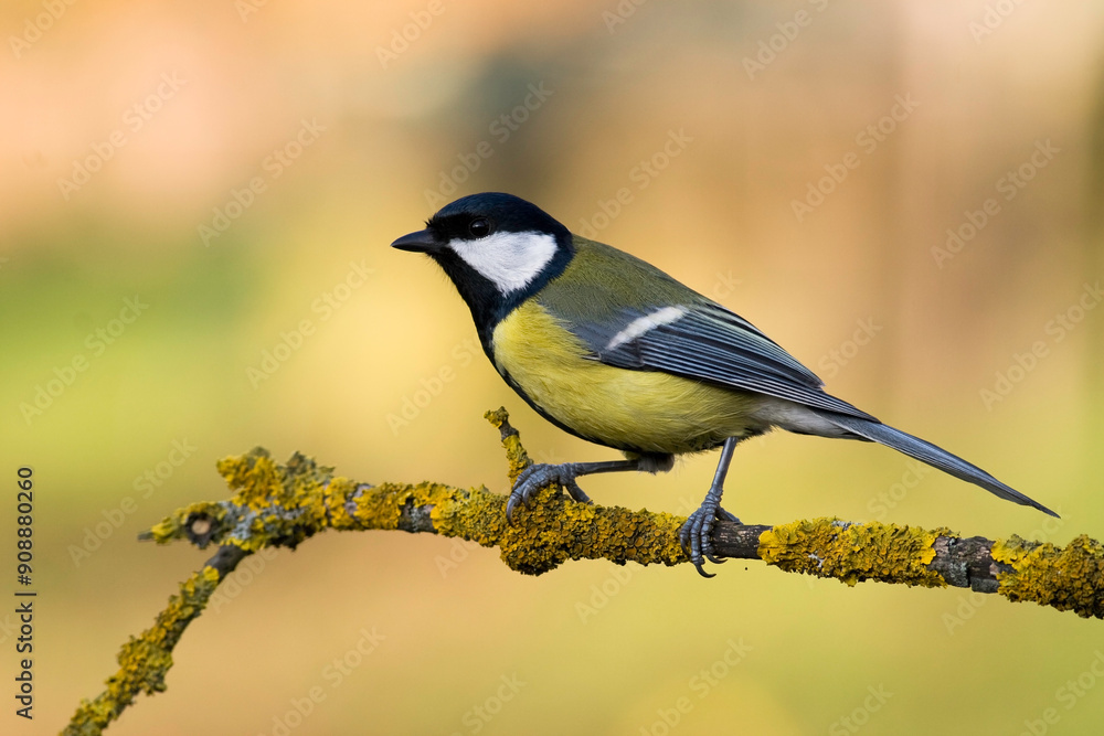 Obraz premium Colorful great tit ( Parus major ) perched on a tree trunk, photographed in horizontal, amazing background