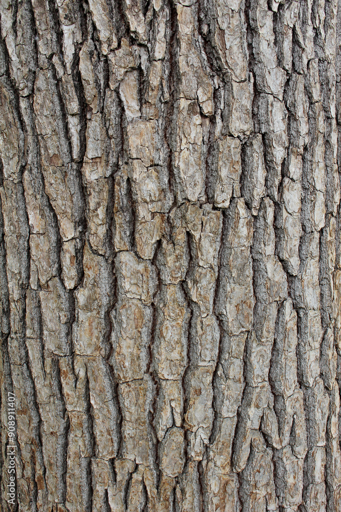 Closeup texture of natural tree bark background. Rough surface of tree trunk. Closeup texture of natural tree bark background. Rough surface of tree trunk.