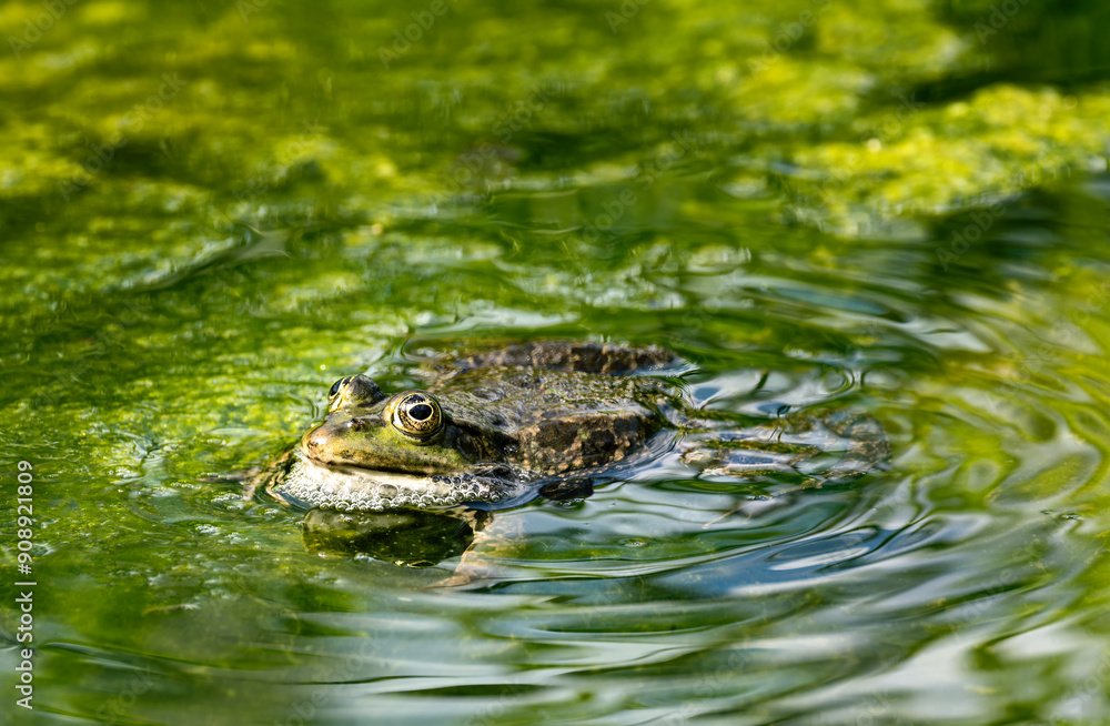 Green frog in pond full of algae