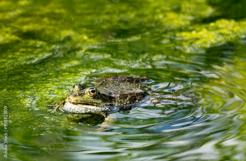 Obraz na płótnie Green frog in pond full of algae w salonie