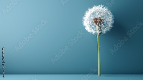 Wallpaper Mural close up of dandelion on the blue background Torontodigital.ca