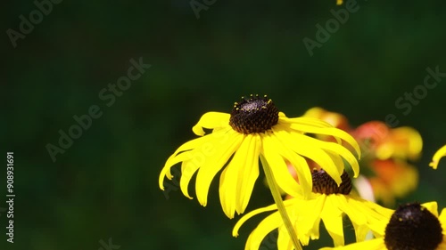 rudbekia kwiat owady photo