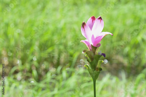 Pink flowers Scientific name: Curcuma sessilis Family: Zingiberaceae Genus: Curcuma