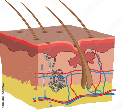 human skin anatomy illustration
