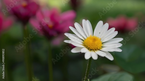 flower, park, mountain