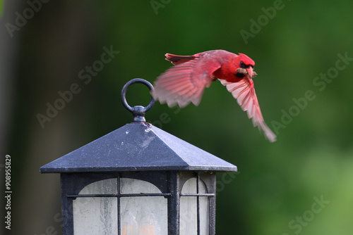 Cardinal Overwatch photo