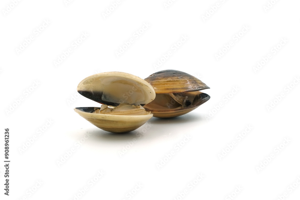Closed up fresh baby clams, venus shell, shellfish, carpet clams, short necked clams, as raw food from the sea are the seafood ingredients. fresh clams Background. seafood.Isolated on white background Closed up fresh baby clams, venus shell, shellfish, carpet clams, short necked clams, as raw food from the sea are the seafood ingredients. fresh clams Background. seafood.Isolated on white background