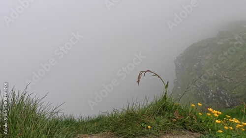 A foggy day at the Cliffs of Moher in Ireland, with a solitary plant stem swaying and yellow wildflowers dotting the grass near the edge of the mist-shrouded cliff