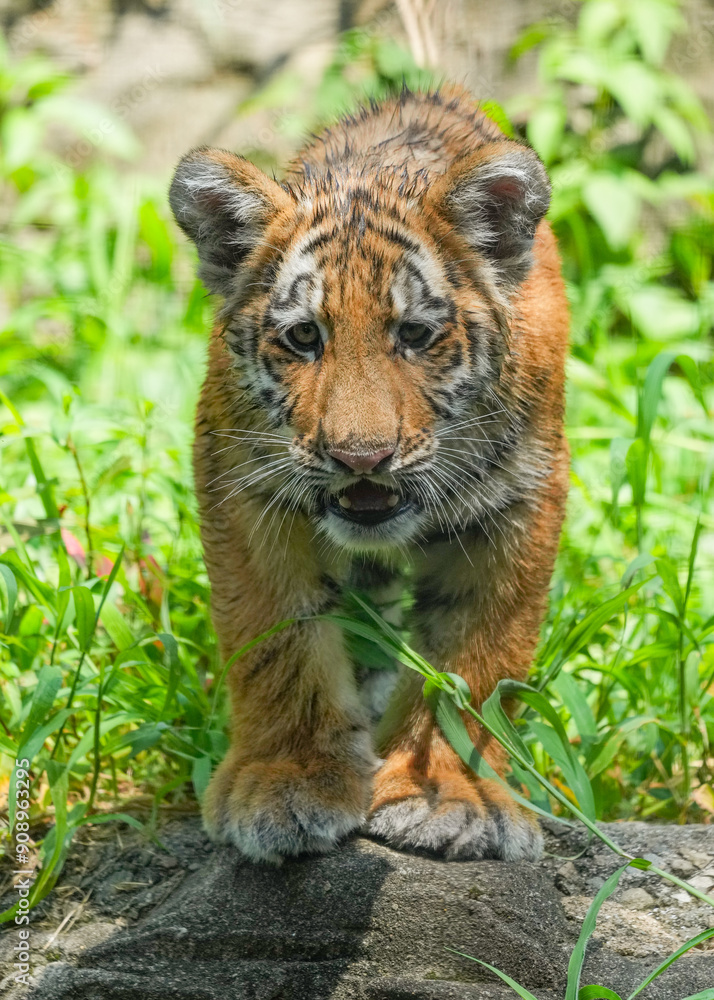 Fototapeta premium amur tiger cub