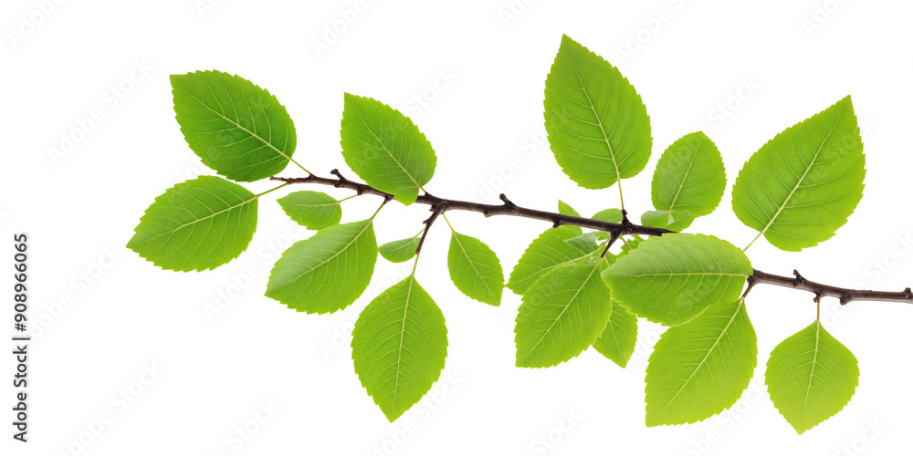 Fresh green leaves on a branch, cut out Fresh green leaves on a branch, cut out