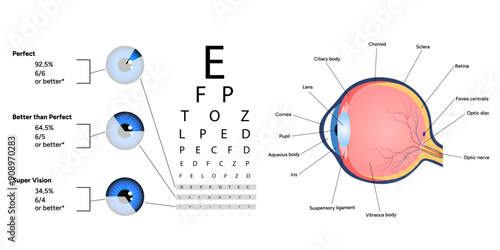 Ophthalmology vision test and statistical information about vision with eye anatomy