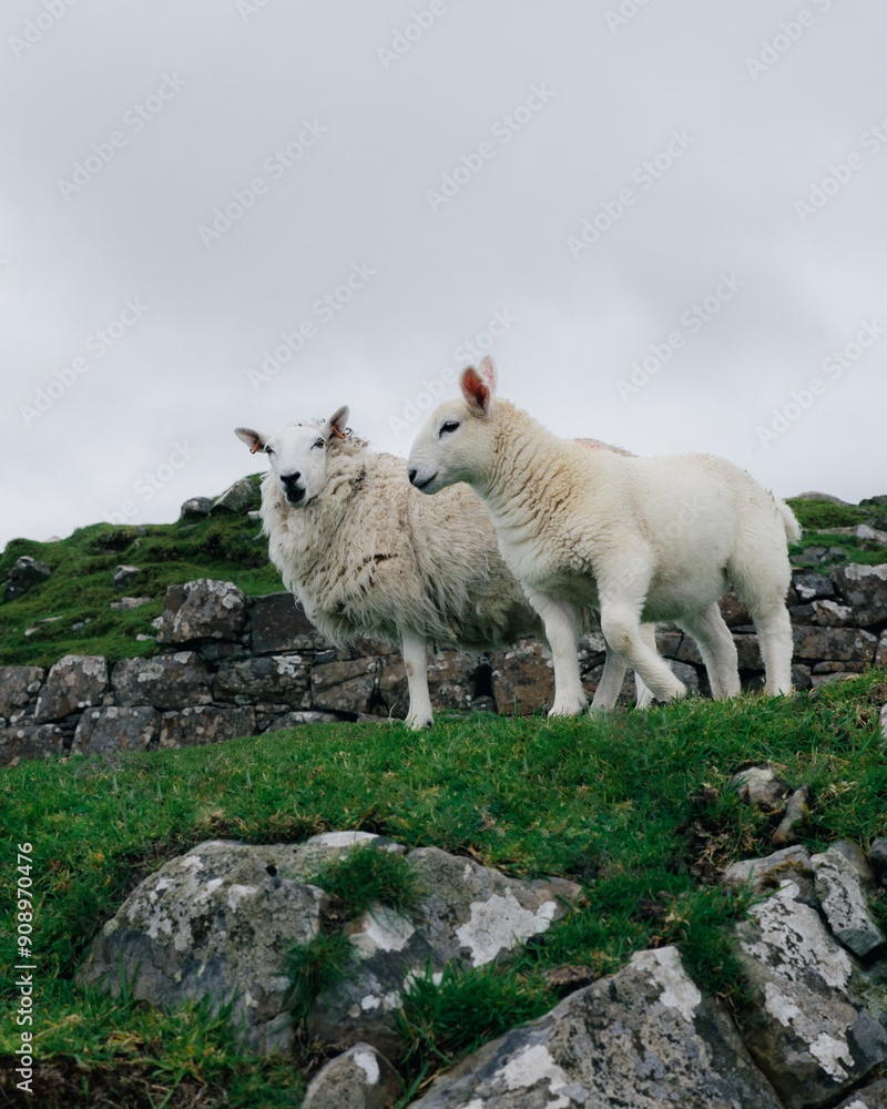 Obraz premium Sheeps in Scottland - Broch Dun Beag