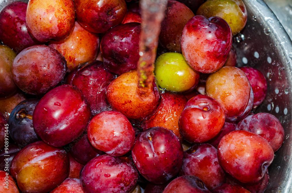 Plums in a strainer being washed before making into jam Plums in a strainer being washed before making into jam