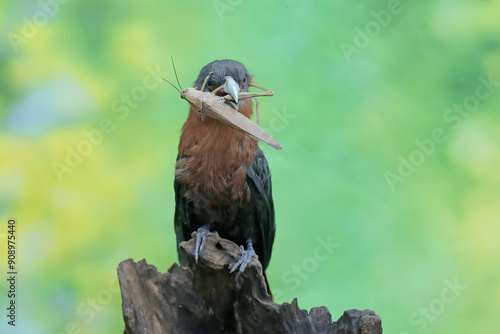 A young chestnut-breasted malkoha is preying on a grasshopper. This beautifully colored bird has the scientific name Phaenicophaeus curvirostris. photo