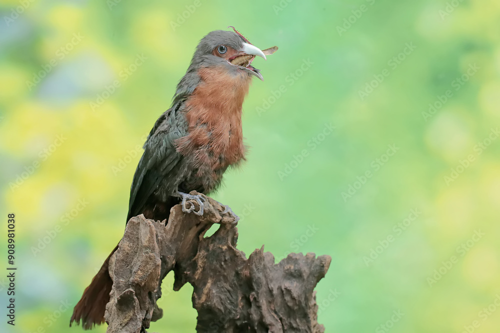 Fototapeta premium A young chestnut-breasted malkoha is preying on a grasshopper. This beautifully colored bird has the scientific name Phaenicophaeus curvirostris.