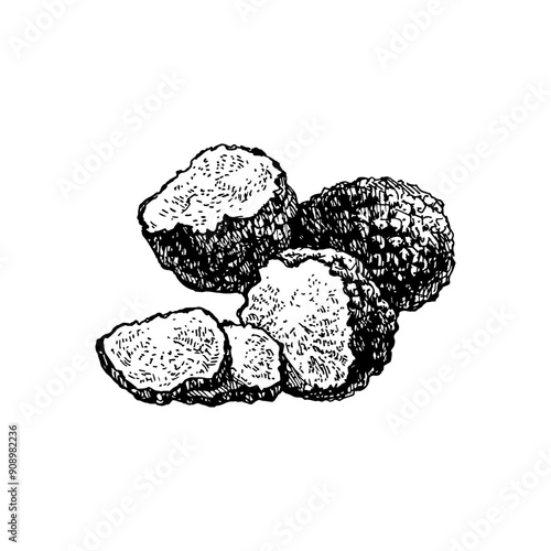 Hand drawn vintage sketch Italian food truffles. Vector illustration 