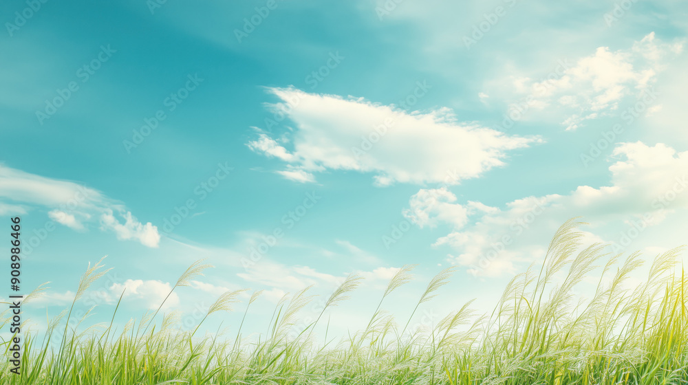 Fototapeta premium Pennisetum pedicellatum grass community with blue sky. Desho grass Pennisetum pedicellatum at golden hour. Fontain grass with blue sky background for copy space and website design template banner