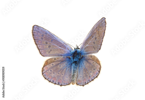 Common blue butterfly isolated on white background, Polyommatus icarus
