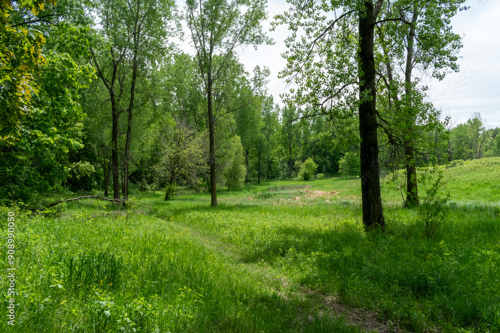 A walking path to the horizon in a local state park surrounded by lush greenery. A walking path to the horizon in a local state park surrounded by lush greenery.
