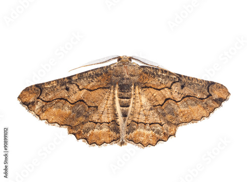 Waved umber moth isolated on white background, Menophra abruptaria