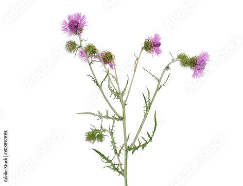 Purple milk thistle plant isolated on white background, Galactites tomentosus