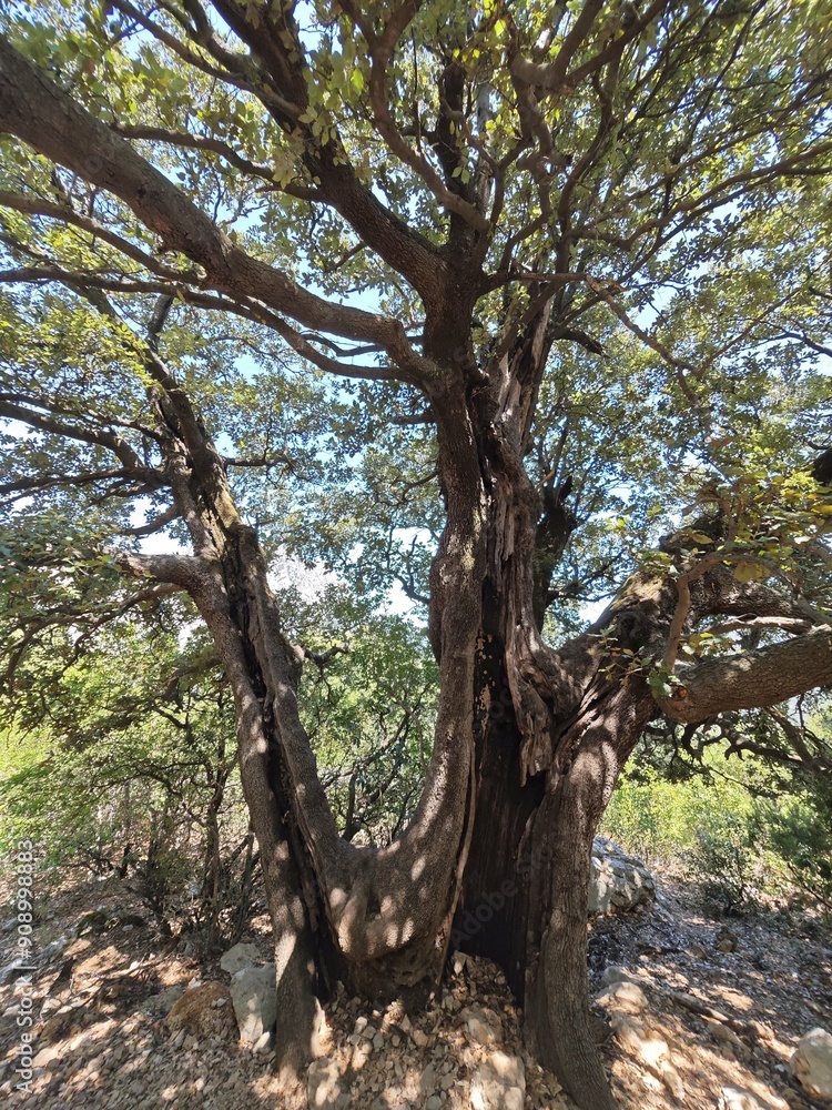 Obraz premium Alter hohler Baum