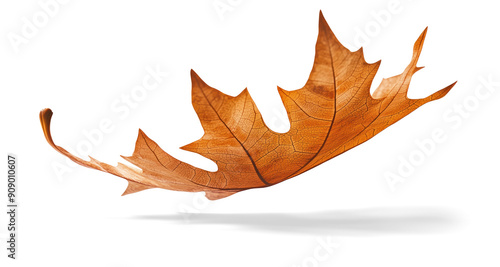 Falling wood autumn leaf, full body, on a transparent background