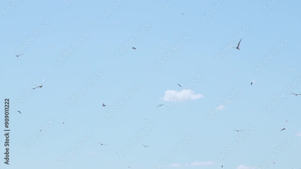 Flock of birds gracefully fly across a clear blue sky, their wings catching the sunlight as they navigate the air currents. Slow motion Flock of birds gracefully fly across a clear blue sky, their wings catching the sunlight as they navigate the air currents. Slow motion