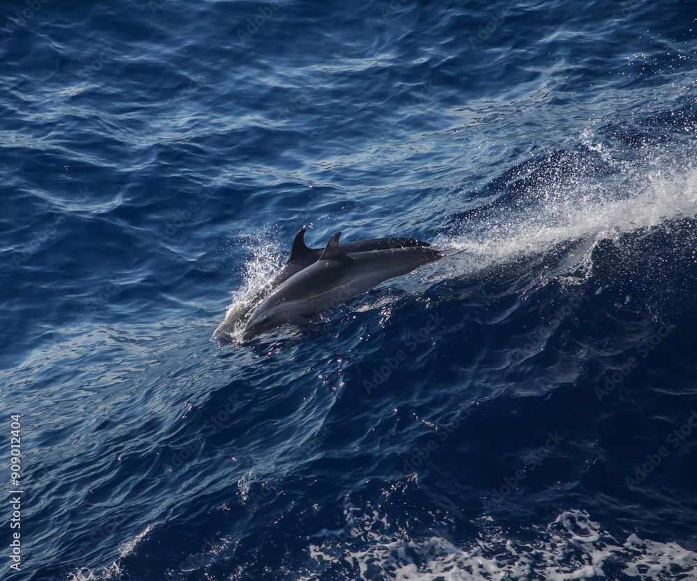 Naklejka premium Dolphin Leap 