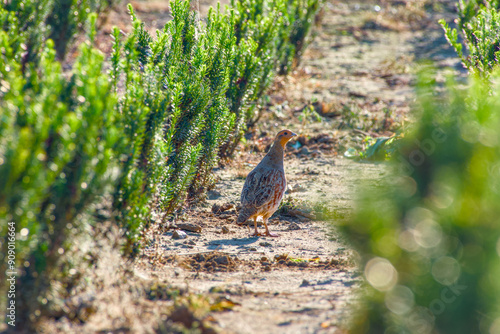 a grey partridge in the field photo