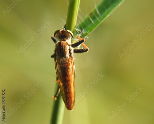 Back view of the Robber fly or Assassin fly (Promachus) photo