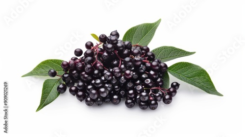 Fresh elderberries and halves arranged artistically on a white background. Focus on the deep purple color and tiny, shiny berries