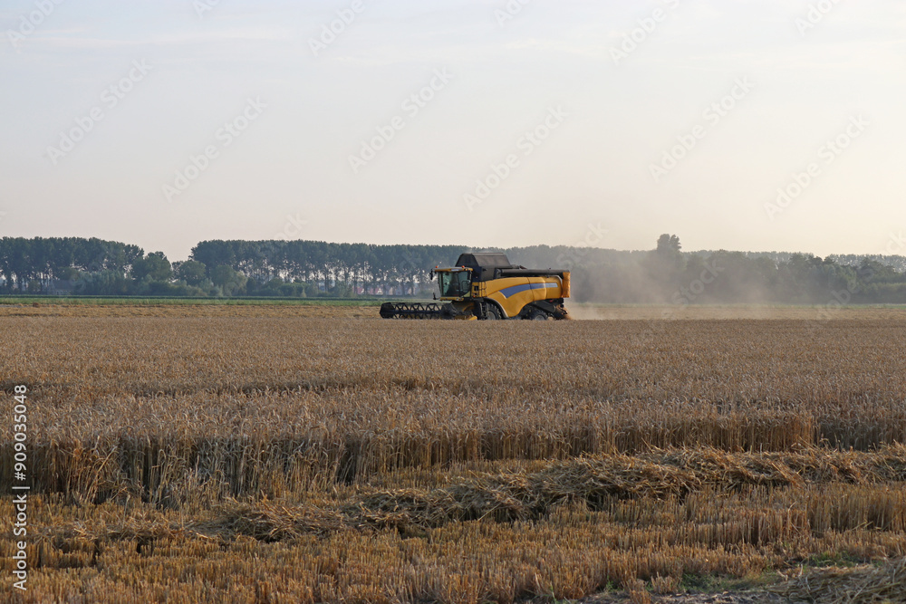 Fototapeta premium a big combine harvester is harvesting wheat in a grain field in summer