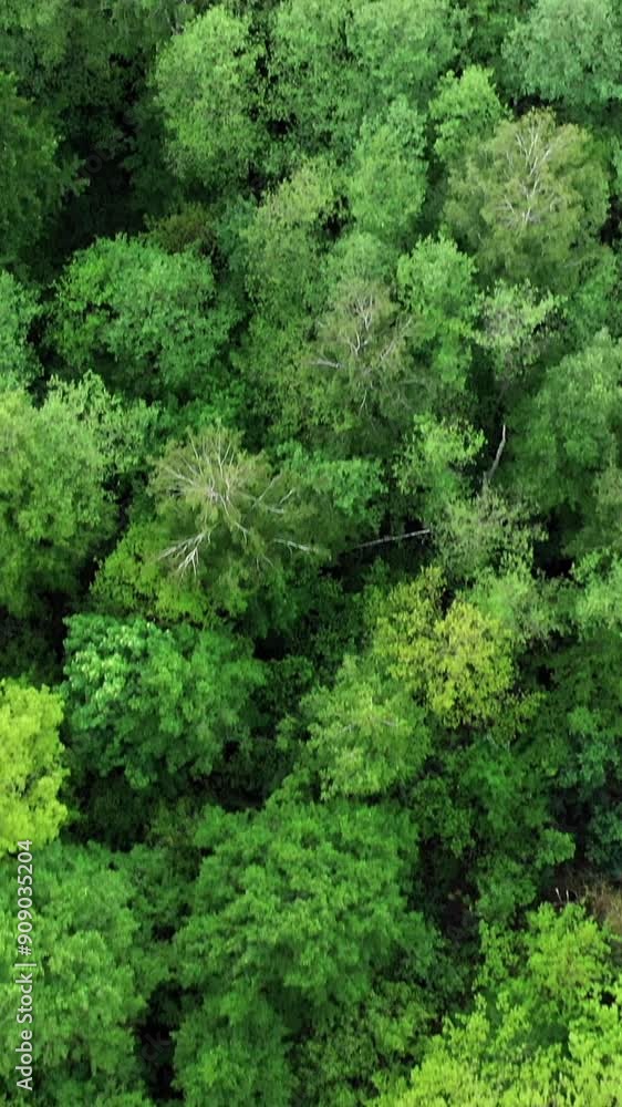 Trees of coniferous forests Vertical video Trees of coniferous forests Vertical video