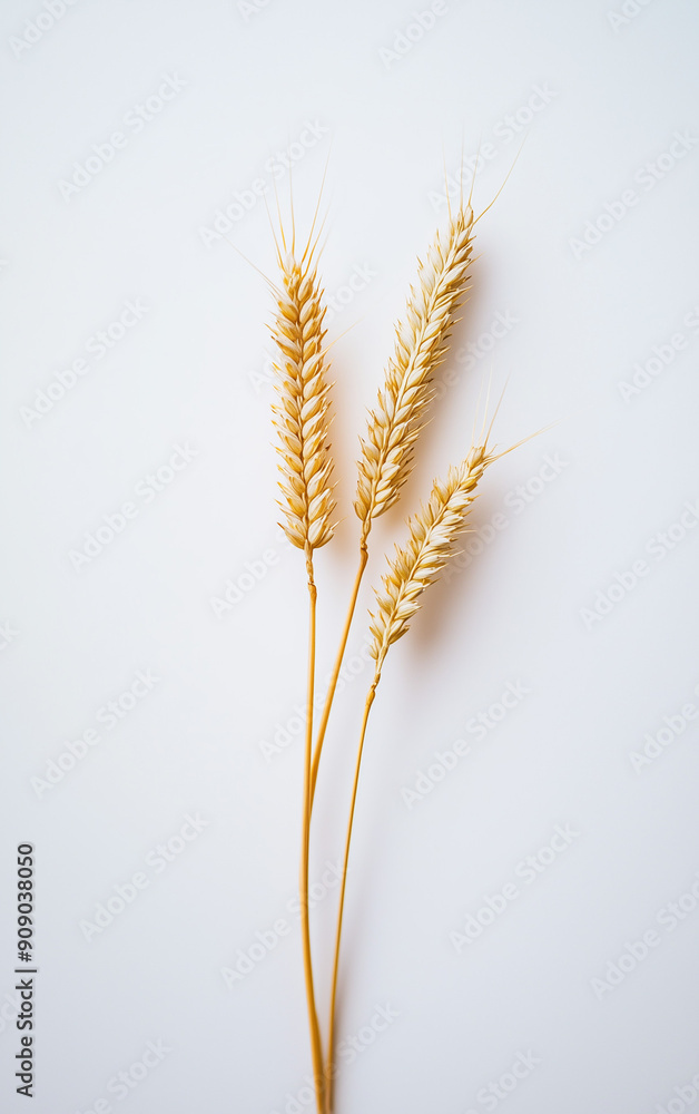Wheat on white background Wheat on white background