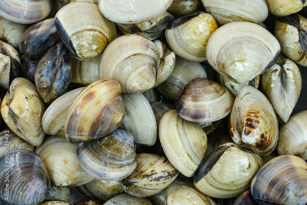 Fresh clams for seafood background Fresh clams for seafood background