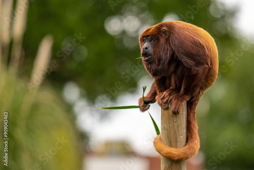 Red Howler Monkey at the Yorkshire Wildlife Park Zoo in Doncaster England UK with blurred background. photo