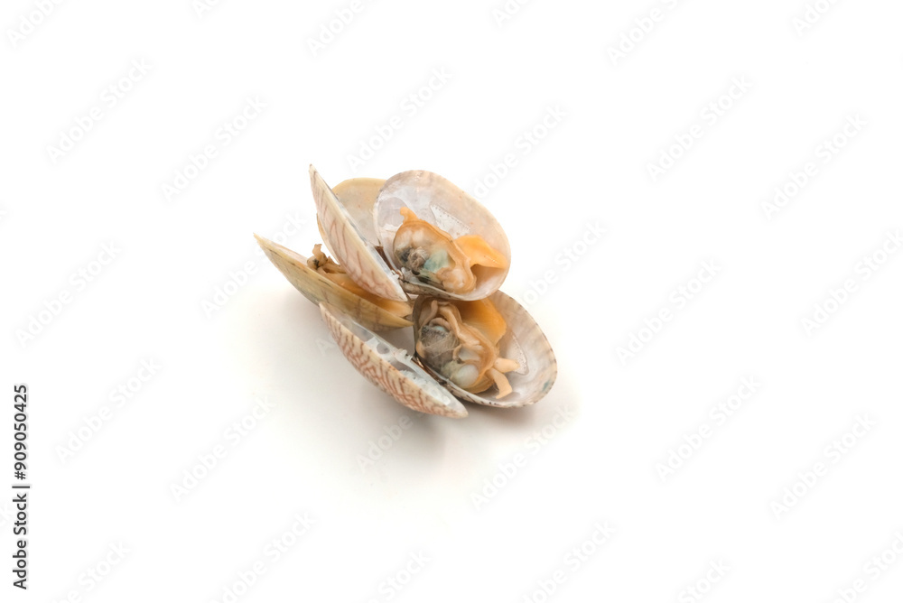 Clams on white background, natural seafood Clams on white background, natural seafood