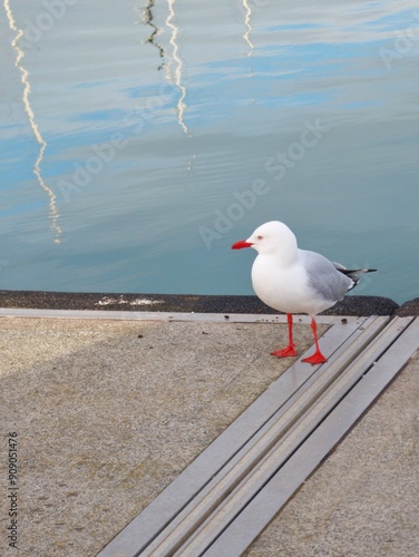 A seagull standing on a pier by the water, with reflections in the background, creating a tranquil coastal scene. Ideal for themes of coastal serenity and nature appreciation. photo