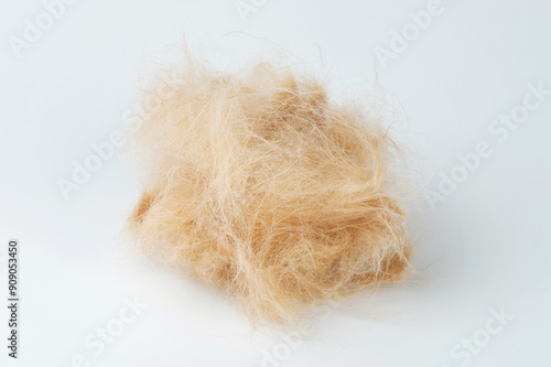 Fotografie Brown labrador hair ball