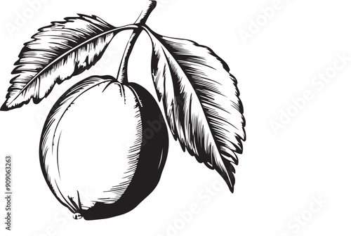 guava vector image