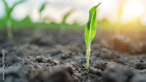 A field with visibly poor plant growth due to lack of soil nutrients