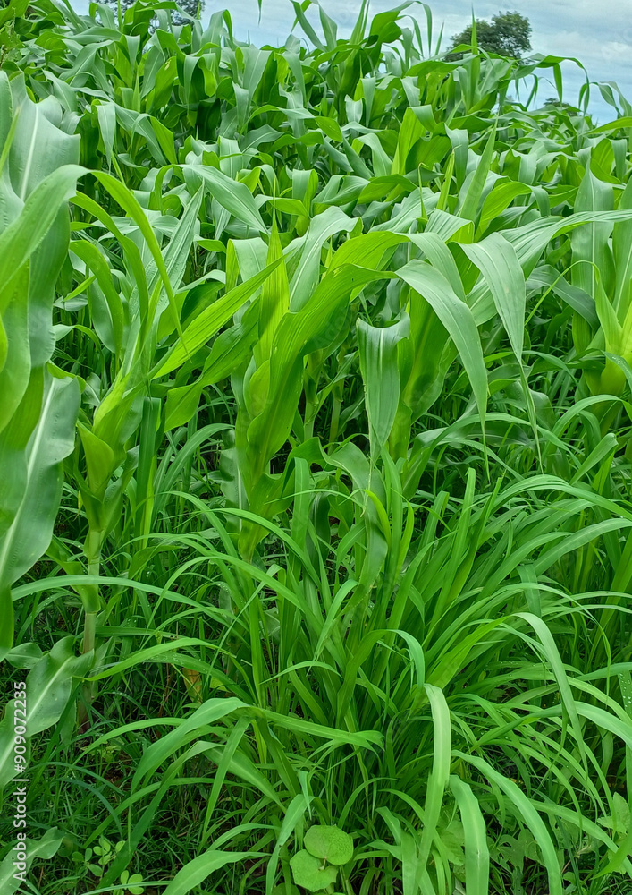 Corn crop intercropped with brachiaria mombaça grass to later create a rotated paddock for dairy cows. Corn crop intercropped with brachiaria mombaça grass to later create a rotated paddock for dairy cows.