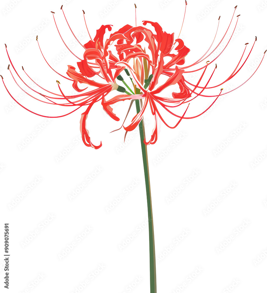 Obraz premium Red spider lily bloom