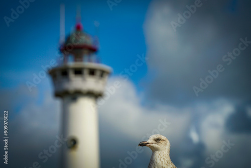 Netherlands Egmond aan Zee Van Speijk Lighthouse and seagull with blue sky photo